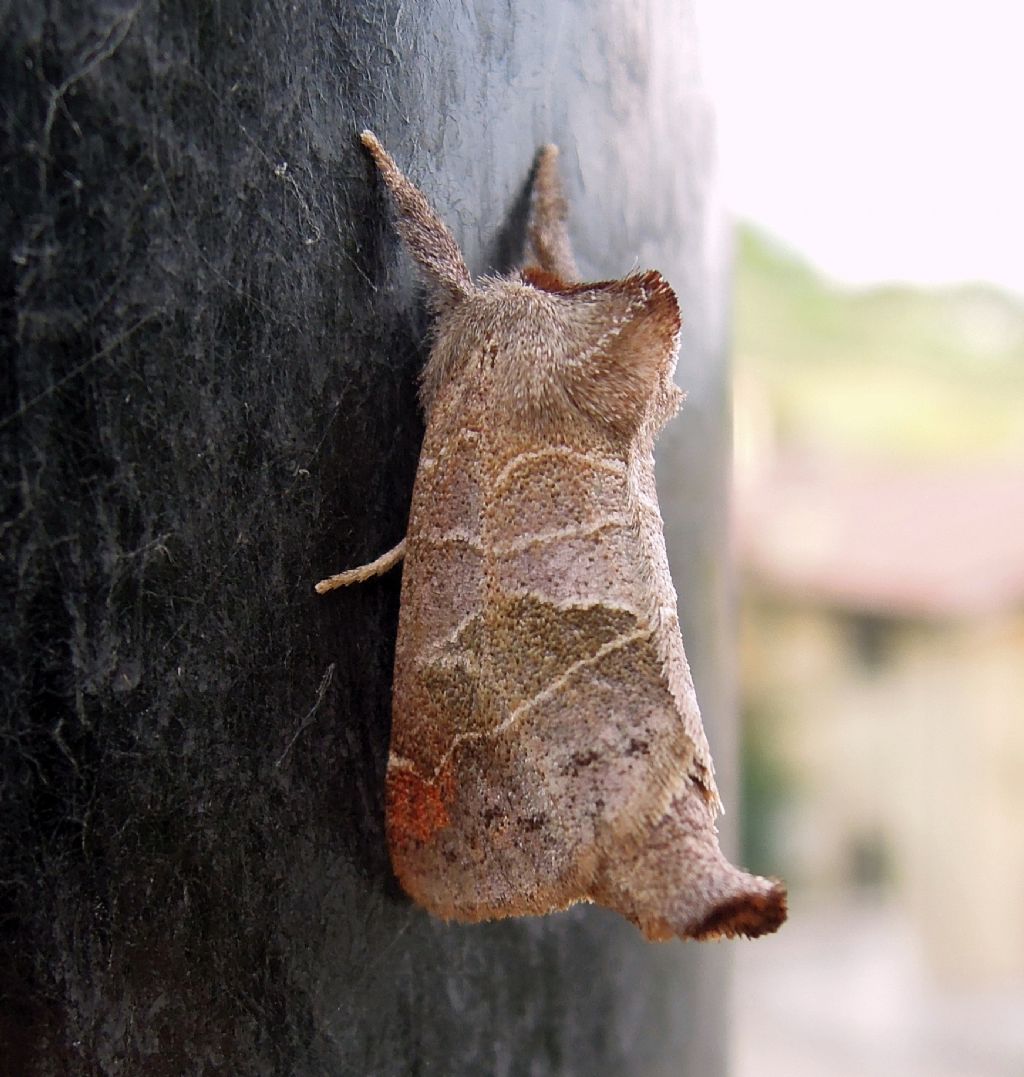 Clostera pigra (Notodontidae)